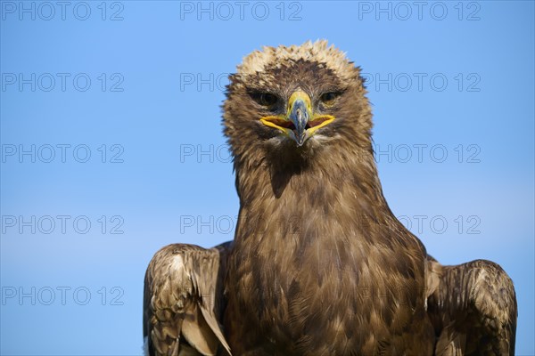 Steppe eagle