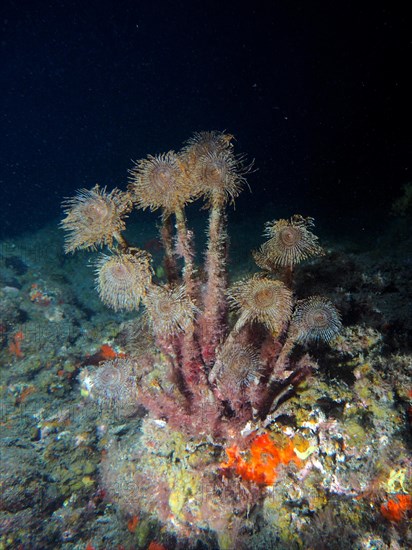 Group of mediterranean fanworm