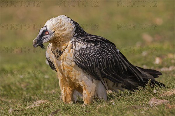 Bearded vulture