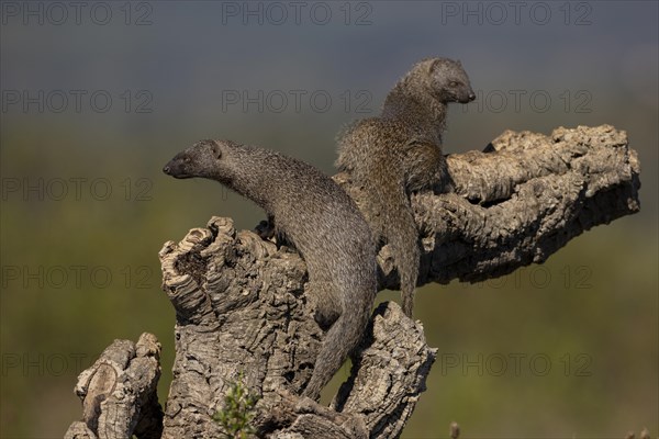 Egyptian mongoose