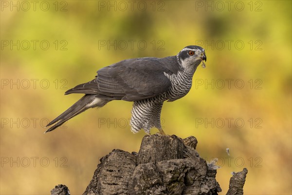 Northern goshawk