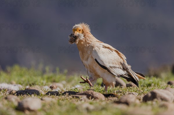 Egyptian Vulture