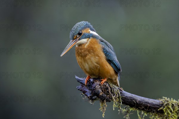 Common kingfisher