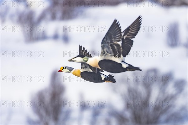 Common Eider