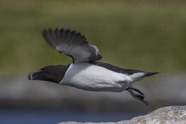 Razorbill