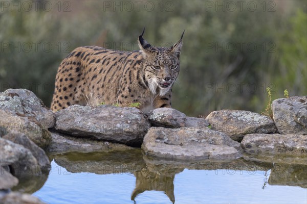 Pardelluchs