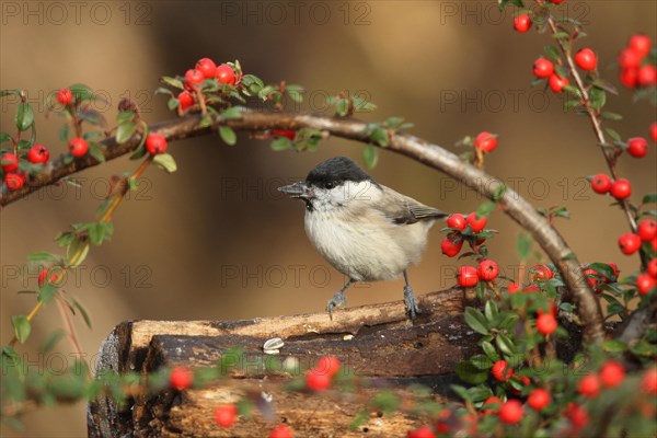 Marsh tit