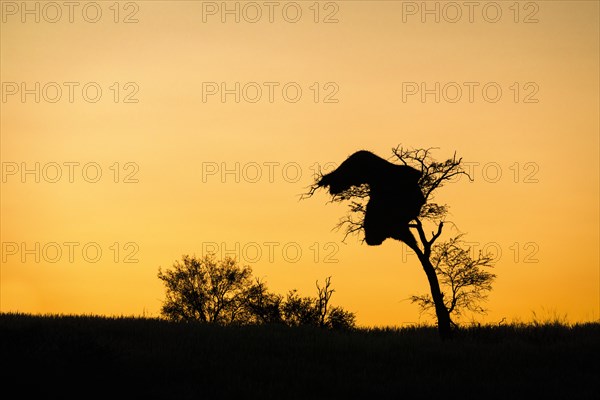 A large Social Weaver birds nest hangs in a tree as a silhouette against the orange-yellow sky in the background. Kalahari