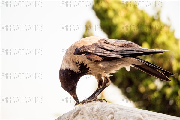 The Hooded Crow