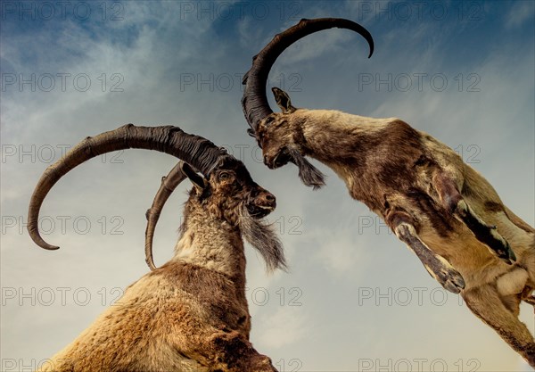 Wild brown mountain goat with two huge horns