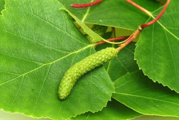 Medicinal plant Birch