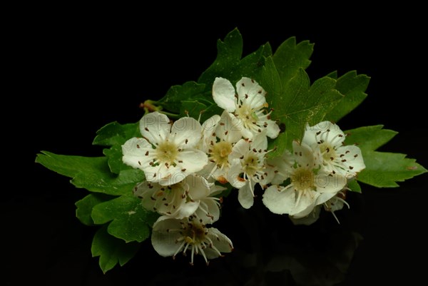 Medicinal plant hawthorn