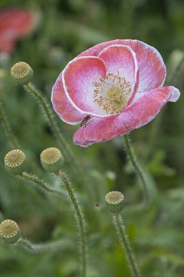 Poppy flowers