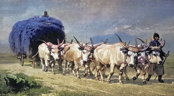 Haymaking in 1895 with a six-horse ox team