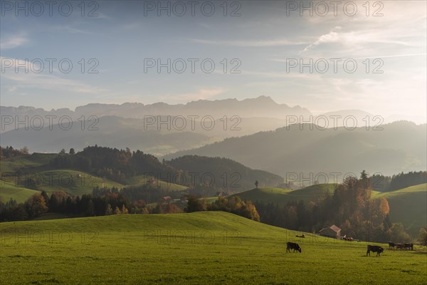 Cattle pastures in Appenzell