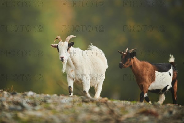 Domestic goats