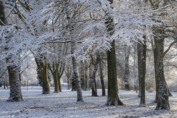 Snow-covered trees in Mettnaupark near Radolfzell