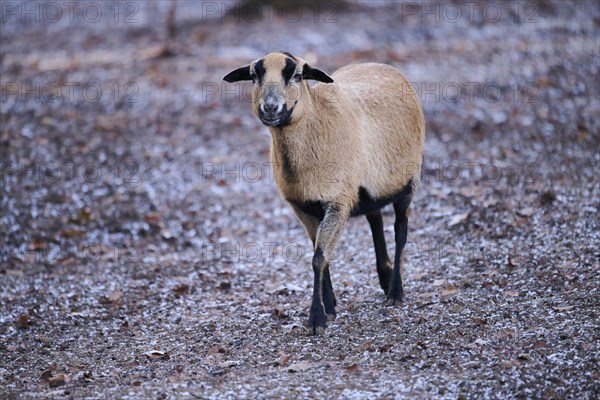 Female Cameroon sheep