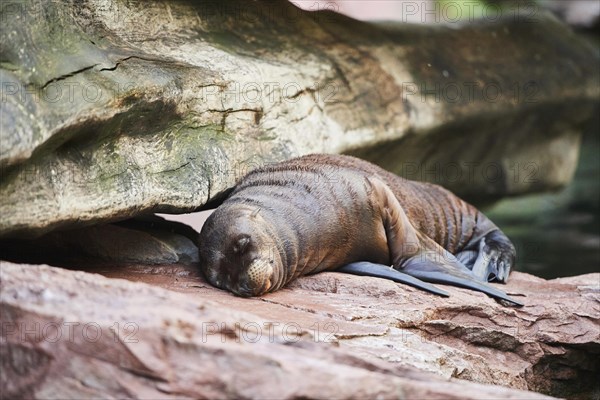 California sea lion