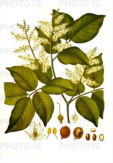 Medicinal plant