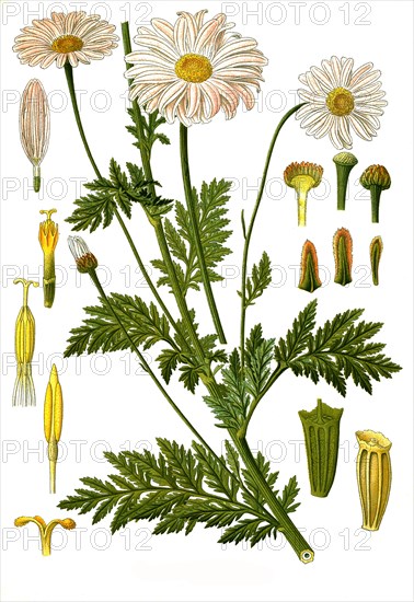 Medicinal plant