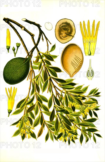 Medicinal plant