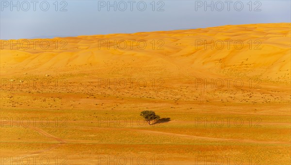Single tree in the middle of Wahiba Sands Desert