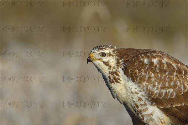 Steppe buzzard