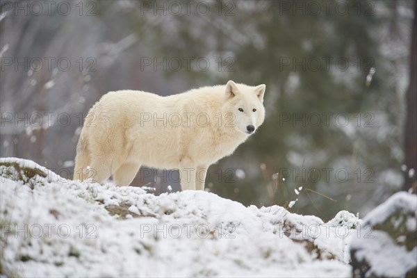 Arctic wolf