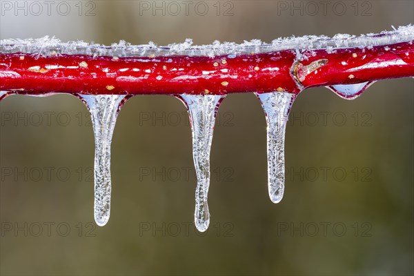 Red dogwood covered with ice after freezing rain
