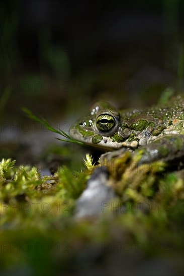European green toad