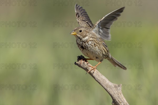 Corn Bunting