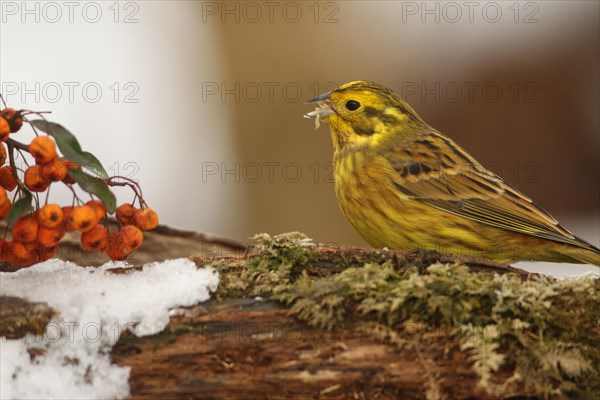 Yellowhammer