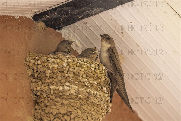 Eurasian crag martin