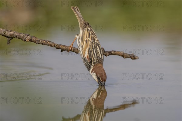 Spanish sparrow