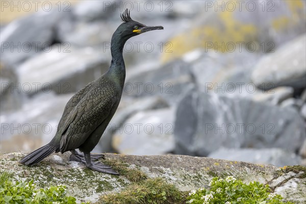 Common shag