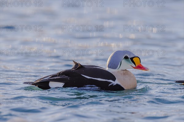 King Eider