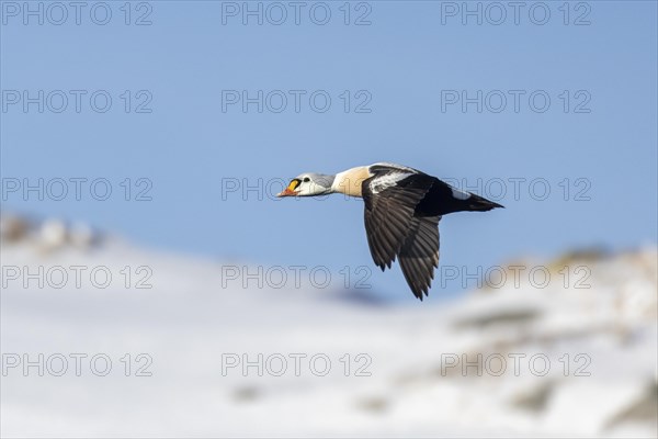 King Eider