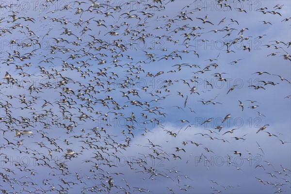 Kittiwakes