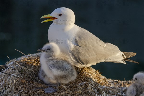 Kittiwake