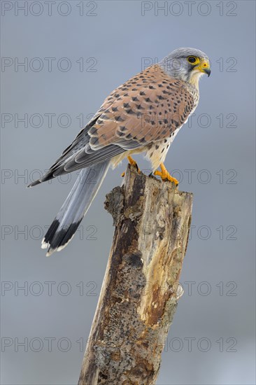 Common kestrel