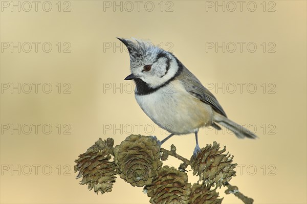 Crested Tit