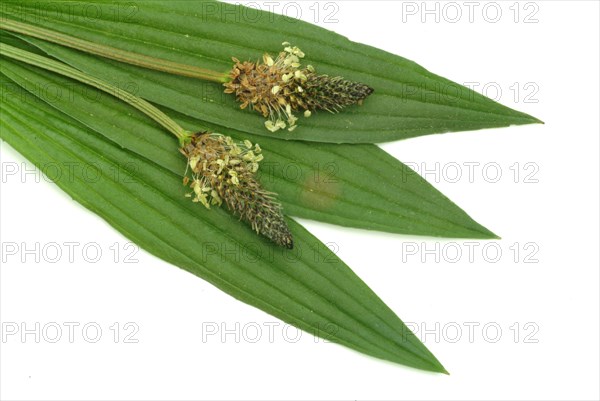 Medicinal plantain