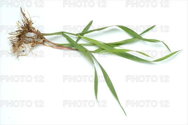 Medicinal plant couch grass
