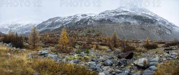 Autumn larch forest in Val Morteratsch