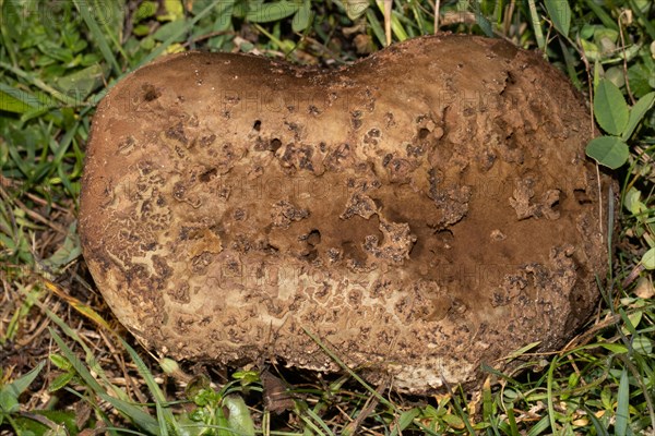 Giant puffball