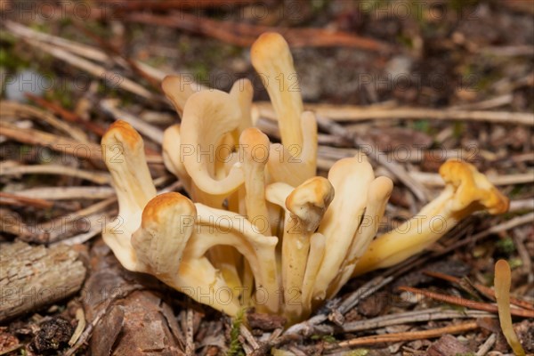 Heath club several club-shaped yellow fruiting bodies in needle litter