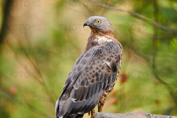 European honey buzzard