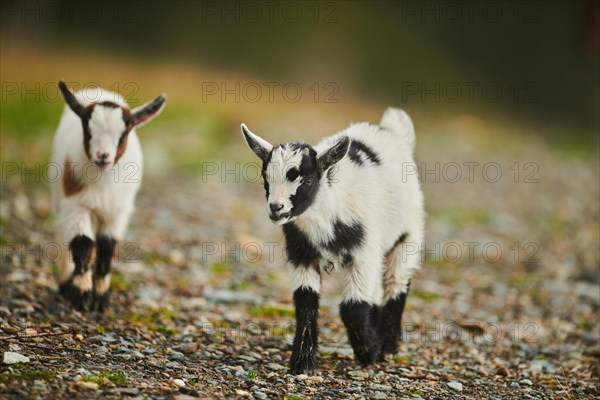 Domestic goats