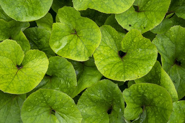 Large green wet leaves of a large plant as texture or background